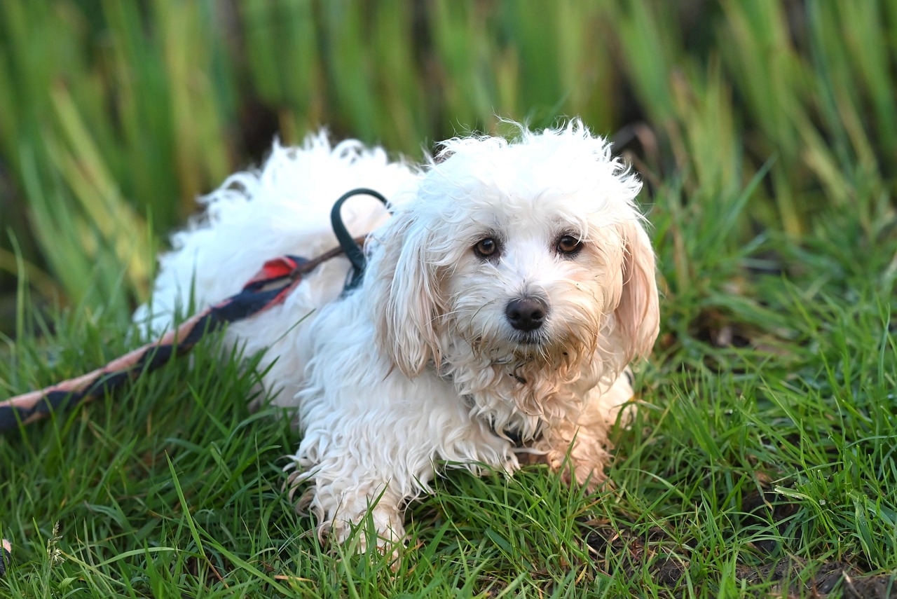Havanese - The Social Butterfly Snoozer (image credits: pixabay)