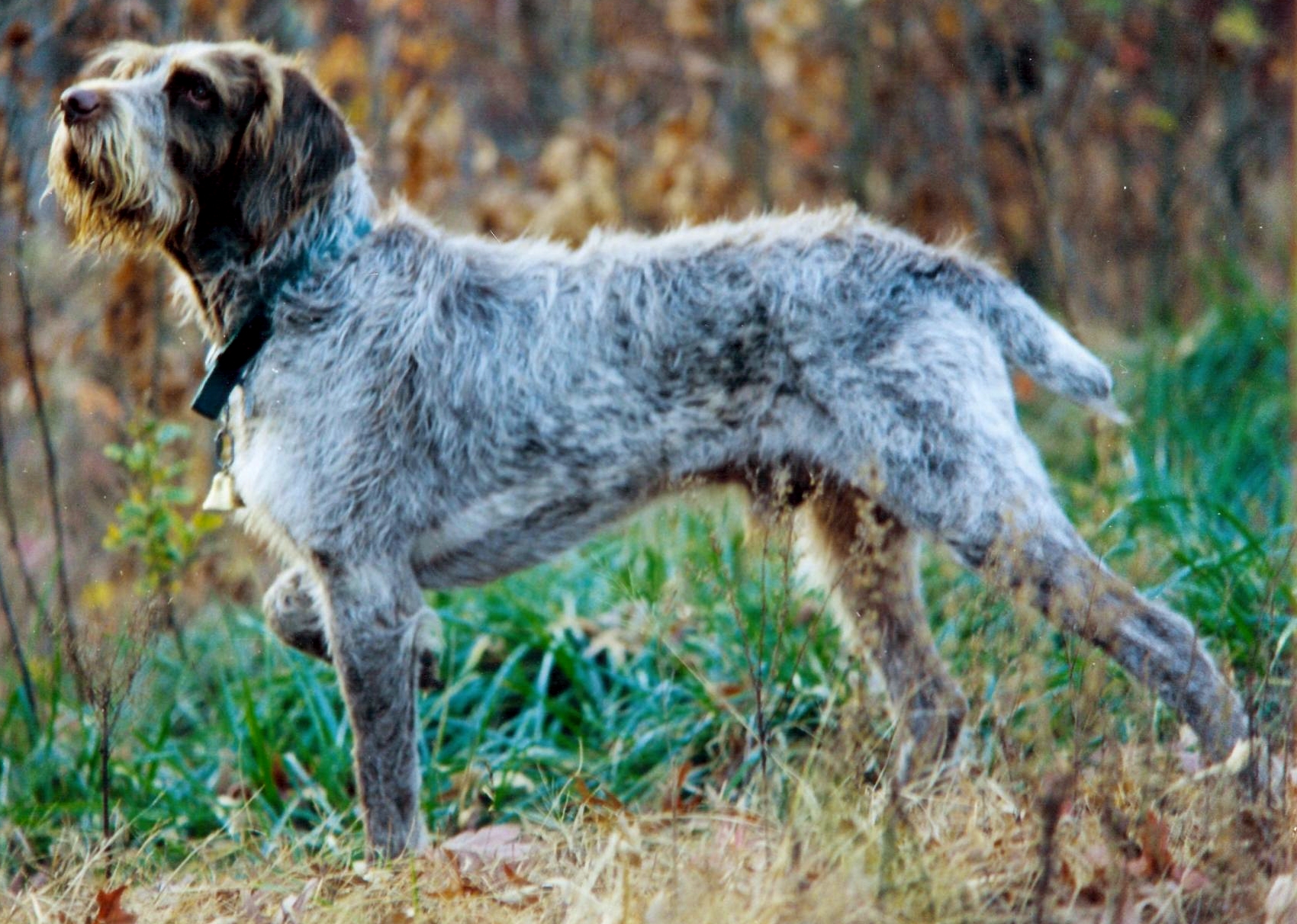 Spinoni Italiani - The Rare Italian Relaxer (image credits: wikimedia)