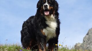 21 Couch-Potato Dog Breeds That Hate Long Walks