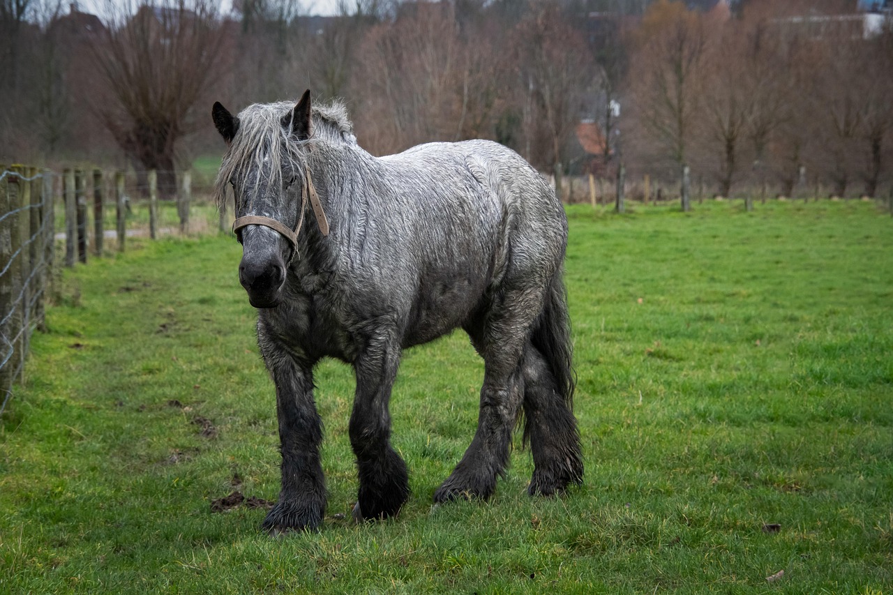 Draft Horses - When Size Becomes the Enemy (image credits: pixabay)
