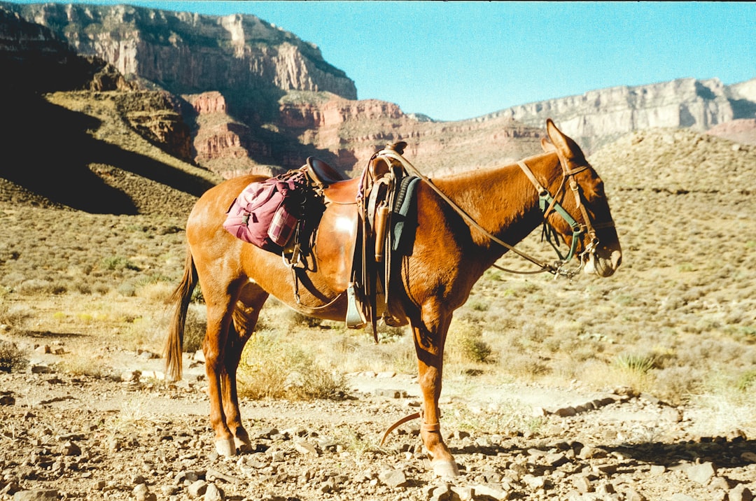 American Saddlebreds - Beauty Comes at a Price (image credits: unsplash)