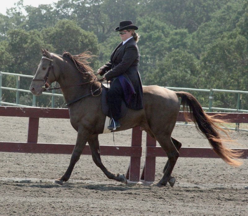 Tennessee Walking Horses - When Tradition Hurts (image credits: wikimedia)