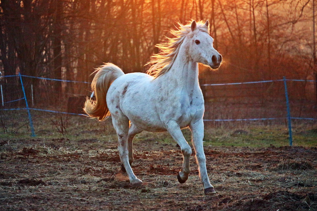 Arabians - Small Heads, Big Problems (image credits: pixabay)