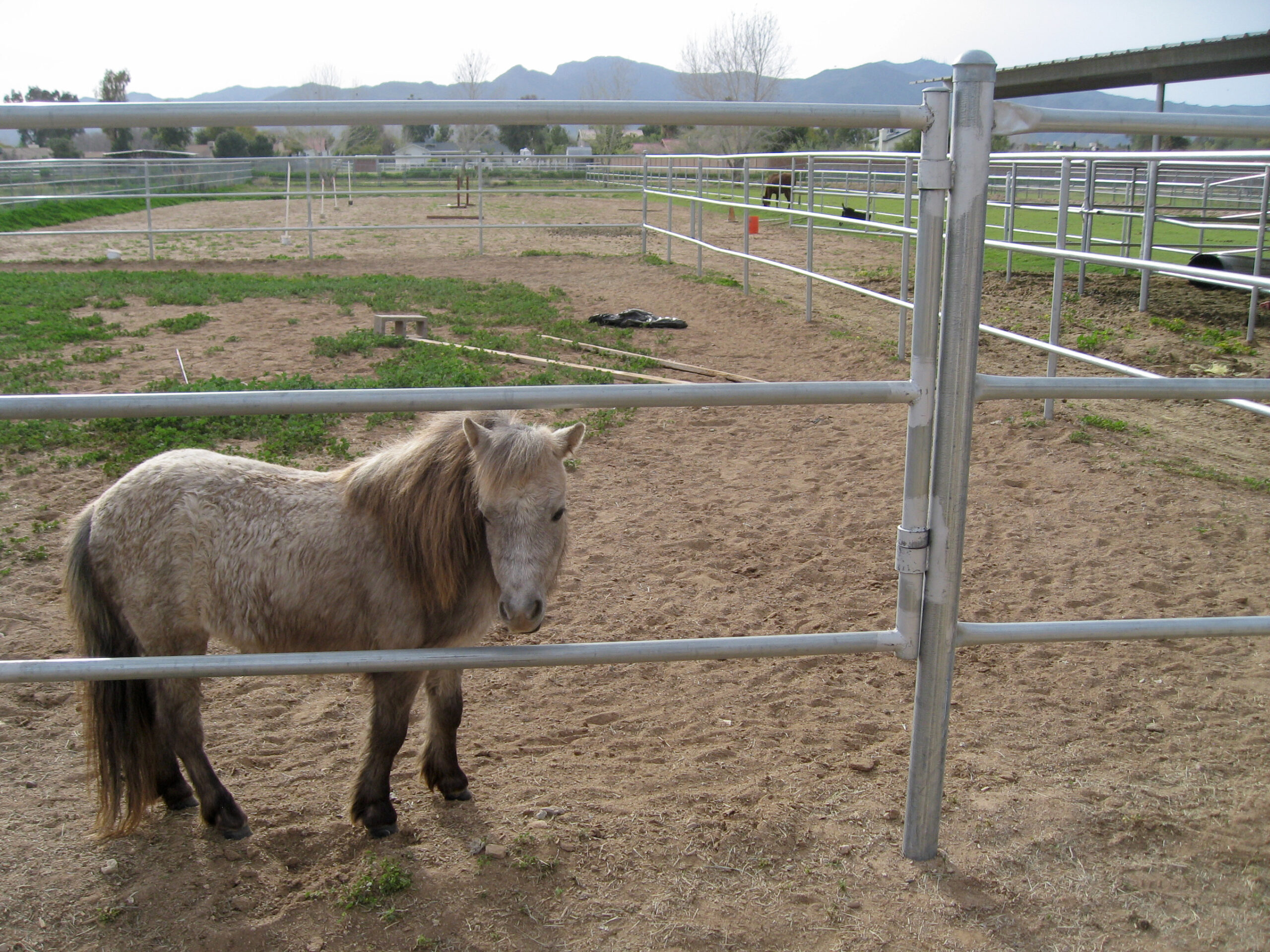 Miniature Horses - Tiny Hooves, Big Headaches (image credits: wikimedia)
