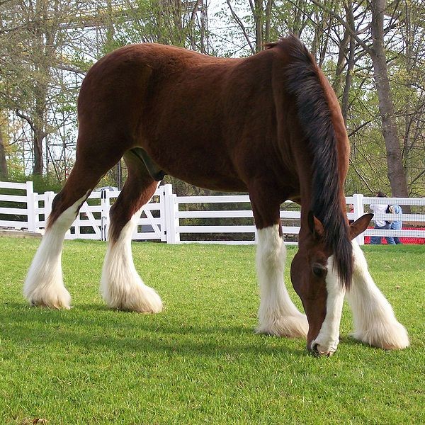 Clydesdales - When Feathers Hide Problems (image credits: wikimedia)