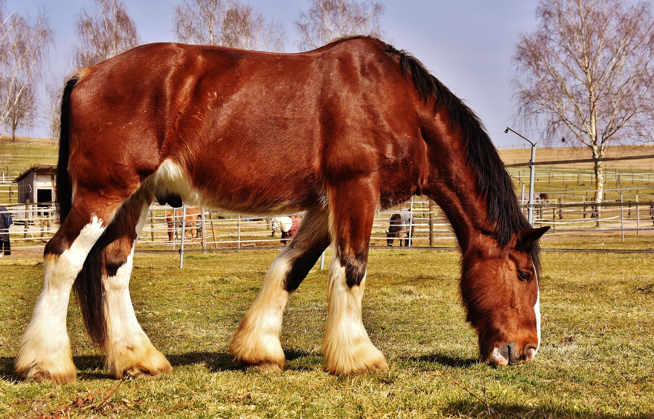 Shires - Giants with Fragile Feet (image credits: pixabay)