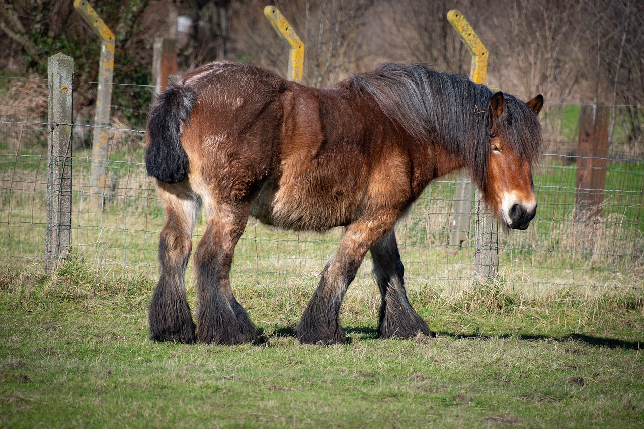 Belgians - Heavy Horses, Heavy Problems (image credits: pixabay)