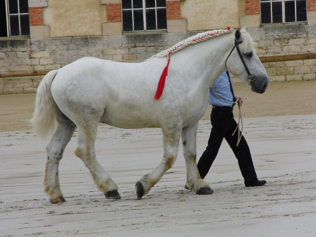Percherons - French Elegance Meets Hoof Reality (image credits: flickr)