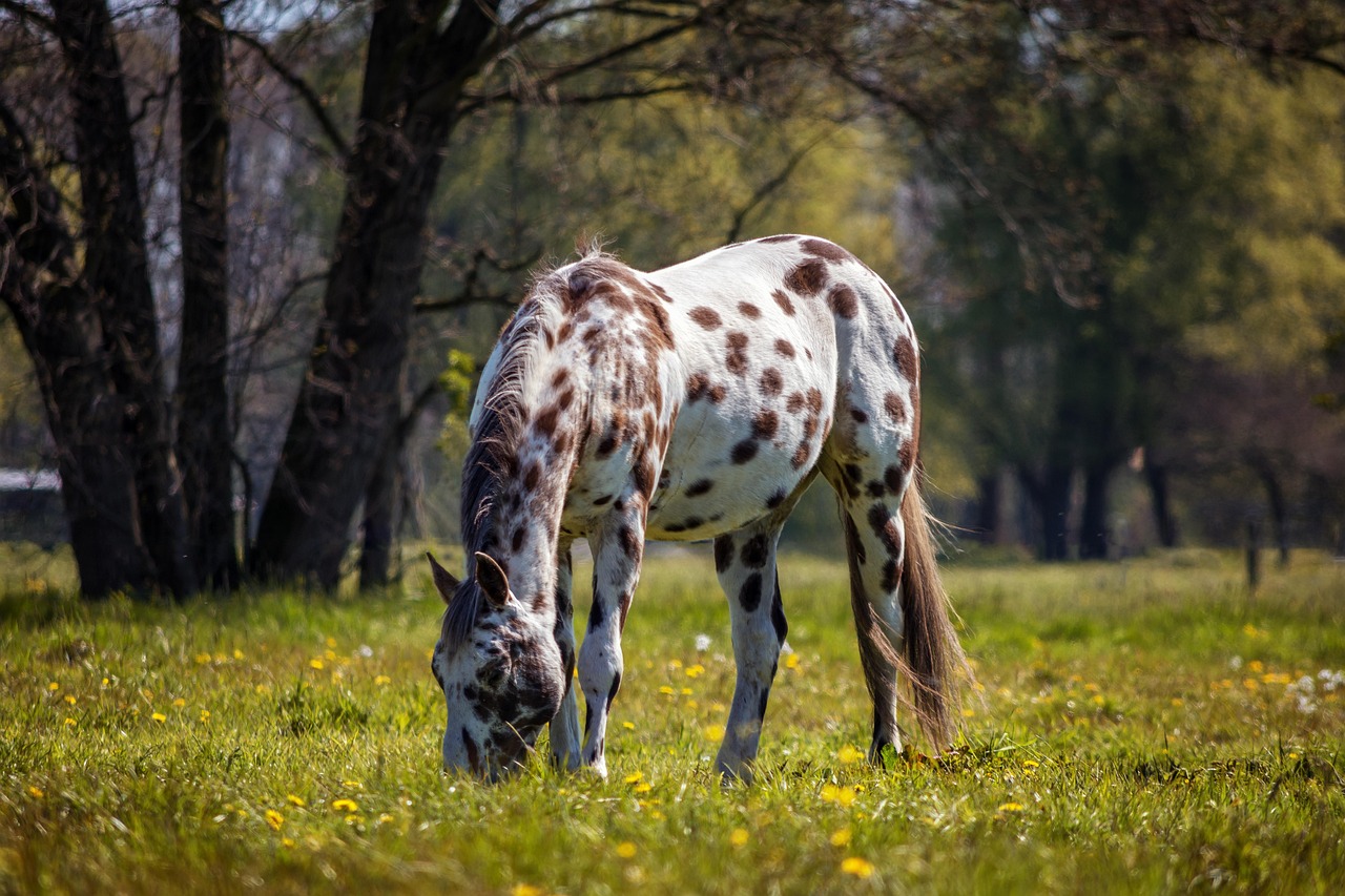 Appaloosas - Spots and Soft Soles (image credits: pixabay)