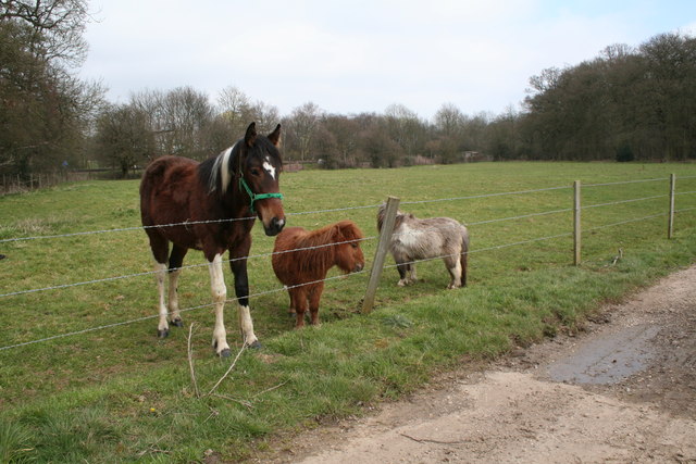 Miniature Horses - Tiny Bodies, Giant Medical Bills (image credits: wikimedia)