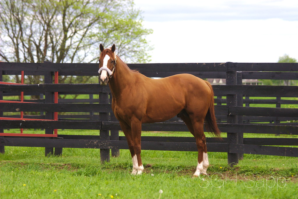 Thoroughbreds - Racing Toward Health Problems (image credits: flickr)