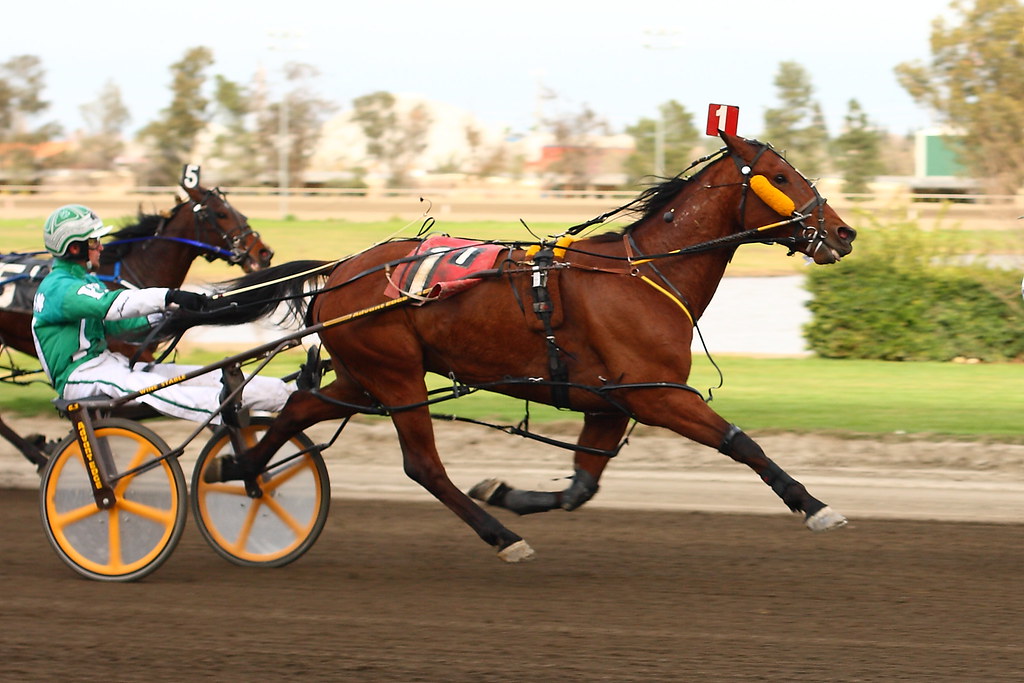 Standardbreds - Built for Speed, Prone to Problems (image credits: flickr)