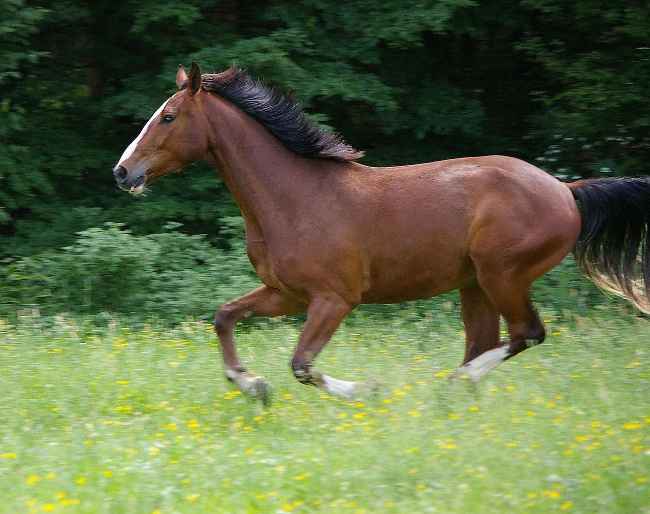 Warmbloods - European Elegance with Expensive Issues (image credits: pixabay)