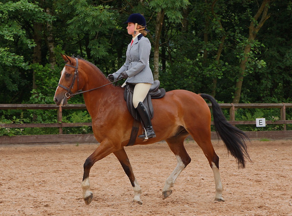Saddlebreds - Show Ring Stars with Health Concerns (image credits: flickr)