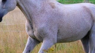 15 Horse Breeds Vets Secretly Wish You'd Stop Choosing