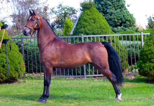 Morgan Horse - America's First Sweetheart (image credits: wikimedia)