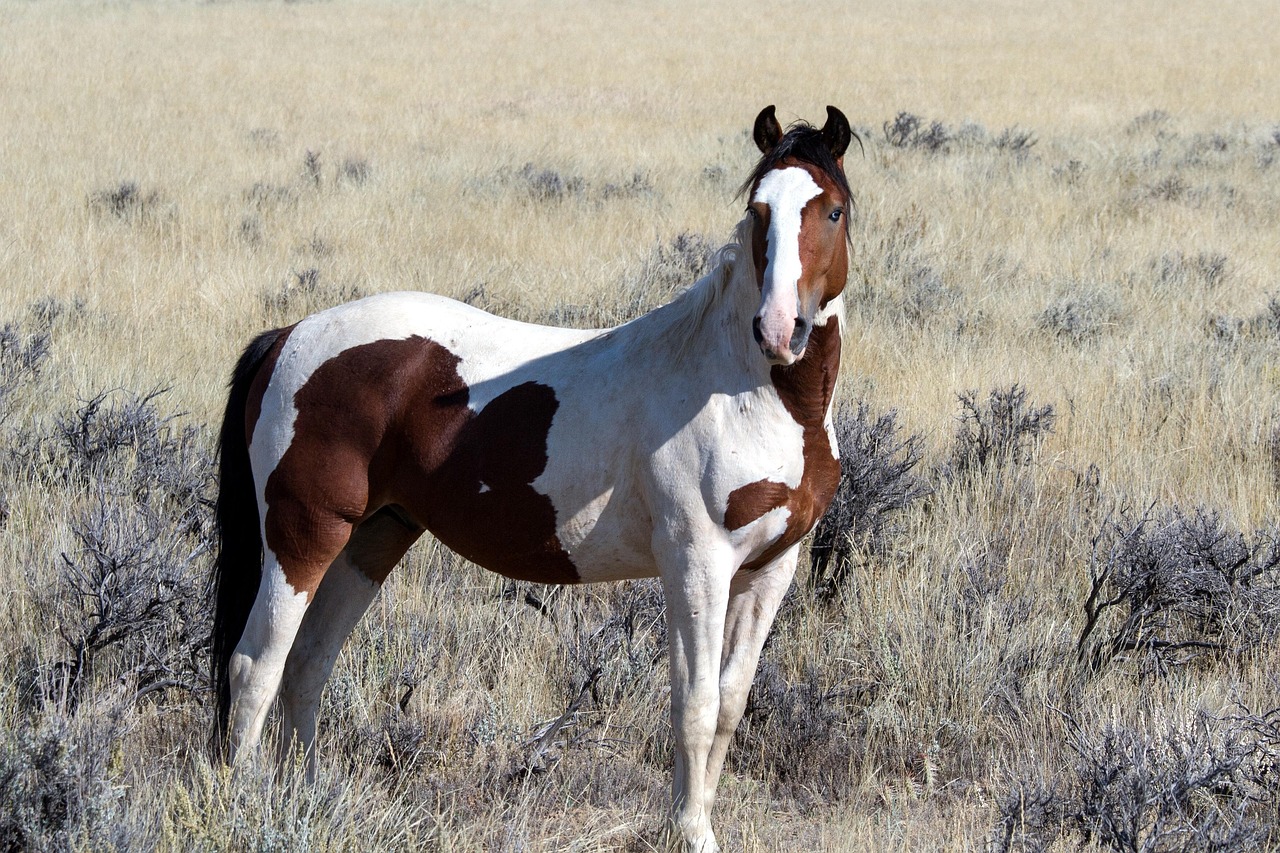 American Paint Horse - Beauty Meets Brains (image credits: pixabay)