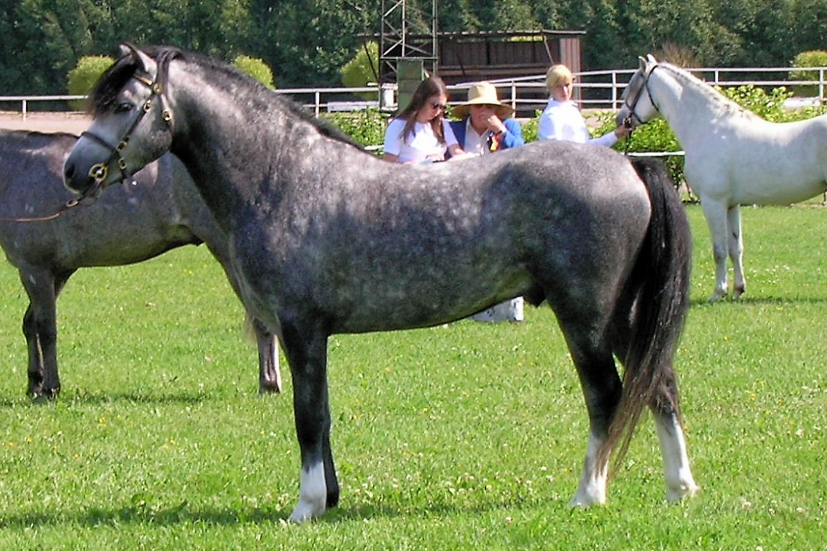 Welsh Pony - Small Package, Big Heart (image credits: wikimedia)