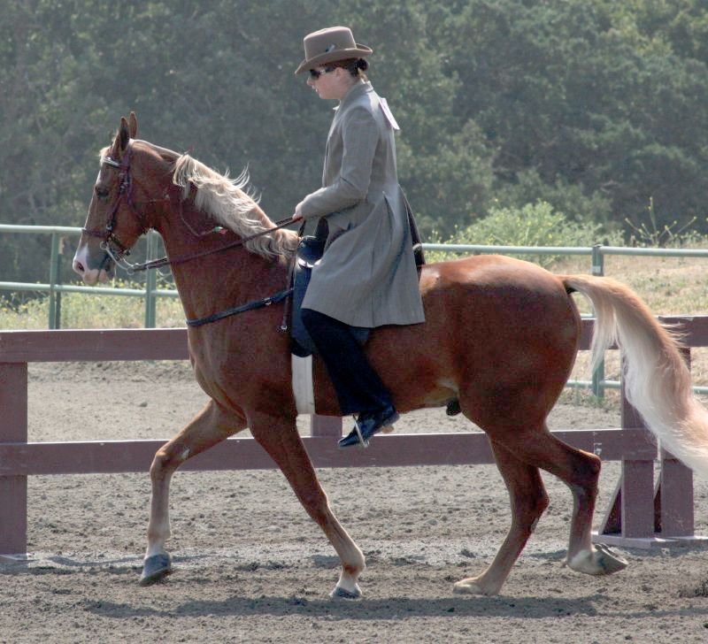 Tennessee Walking Horse - The Smooth Operator (image credits: wikimedia)