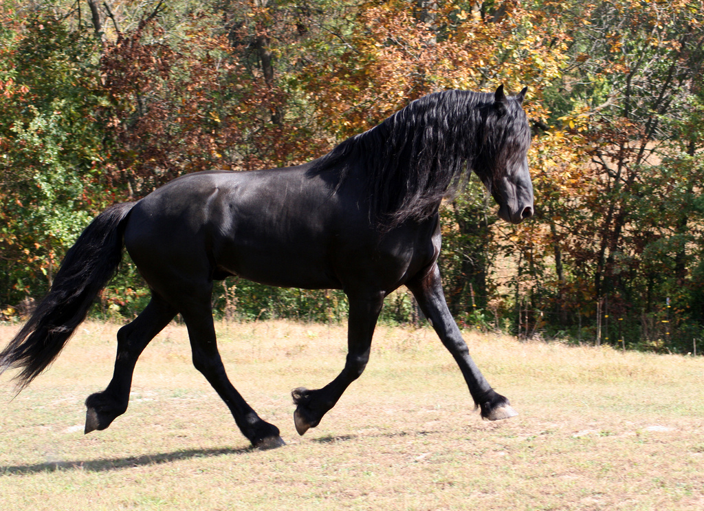 Friesian Horse - The Gentle Giant in Black (image credits: wikimedia)