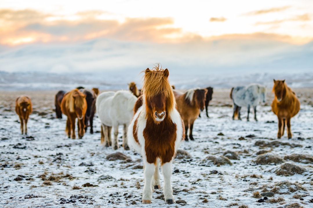 Icelandic Horse - The Nordic Wonder (image credits: unsplash)
