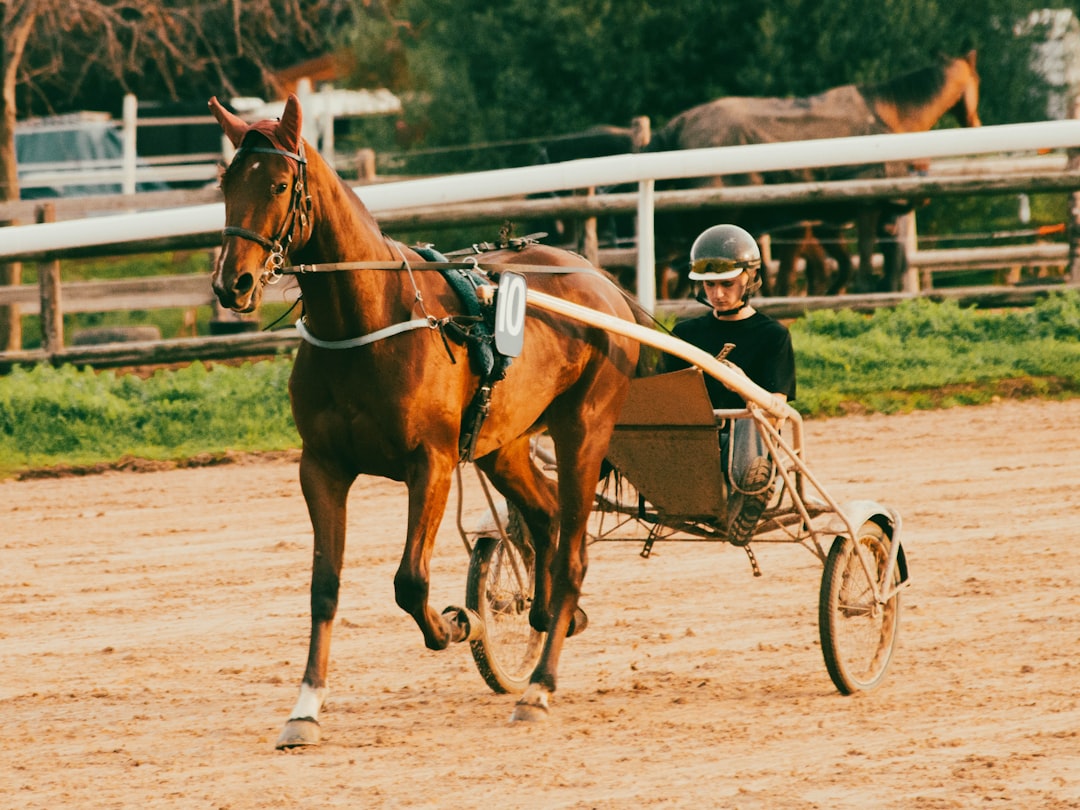 Standardbred - The Reformed Racer (image credits: unsplash)
