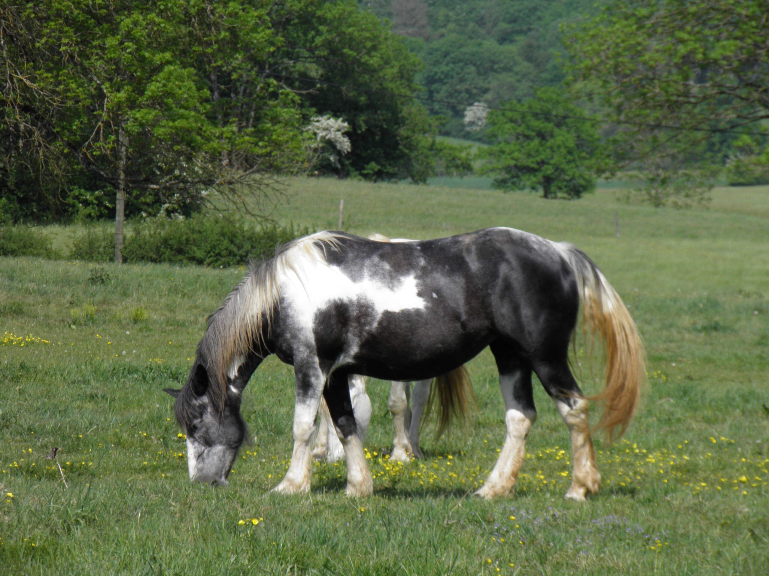 Irish Cob (Gypsy Vanner) - The Gentle Draft (image credits: wikimedia)