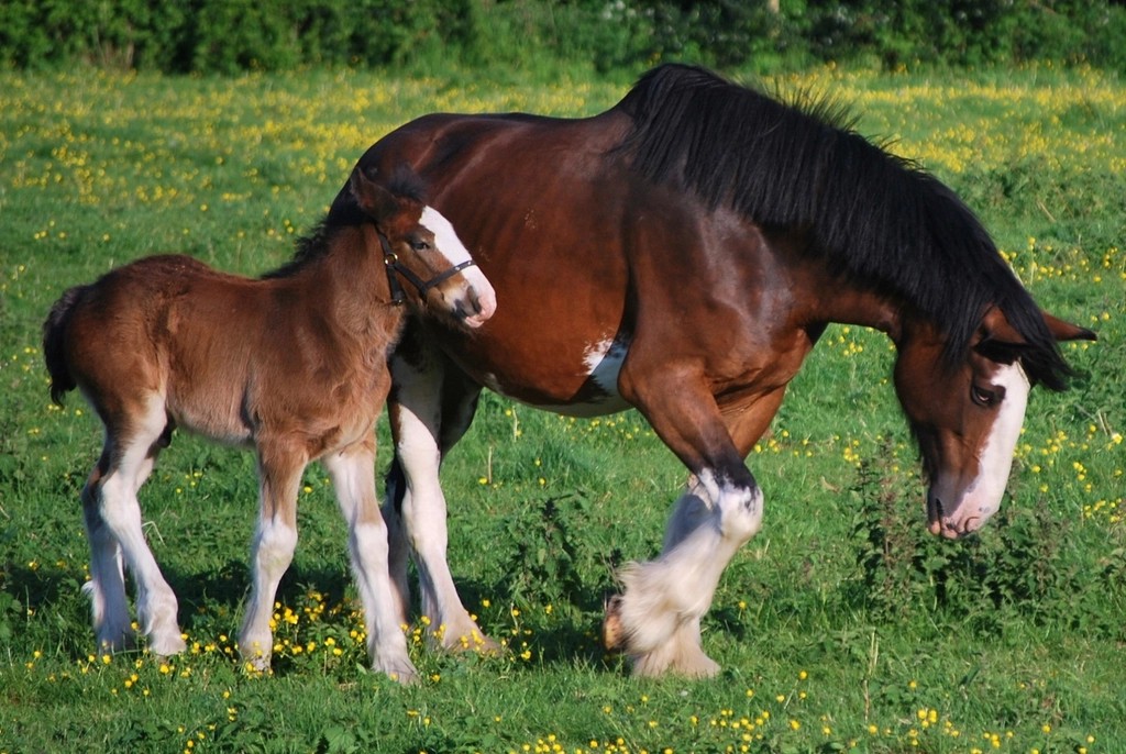 Clydesdale - The Majestic Giant (image credits: rawpixel)