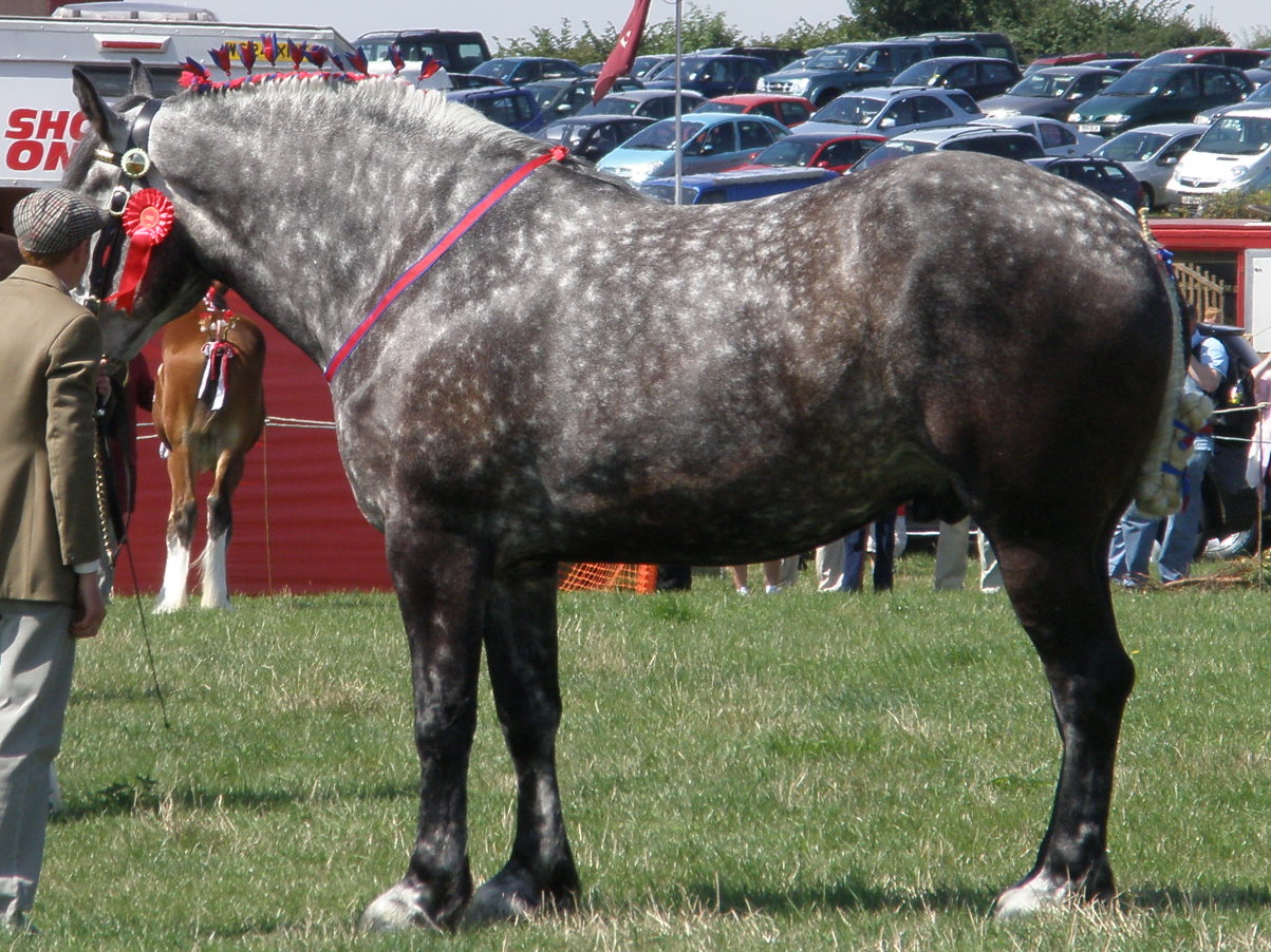 Percheron - The Elegant Powerhouse (image credits: wikimedia)