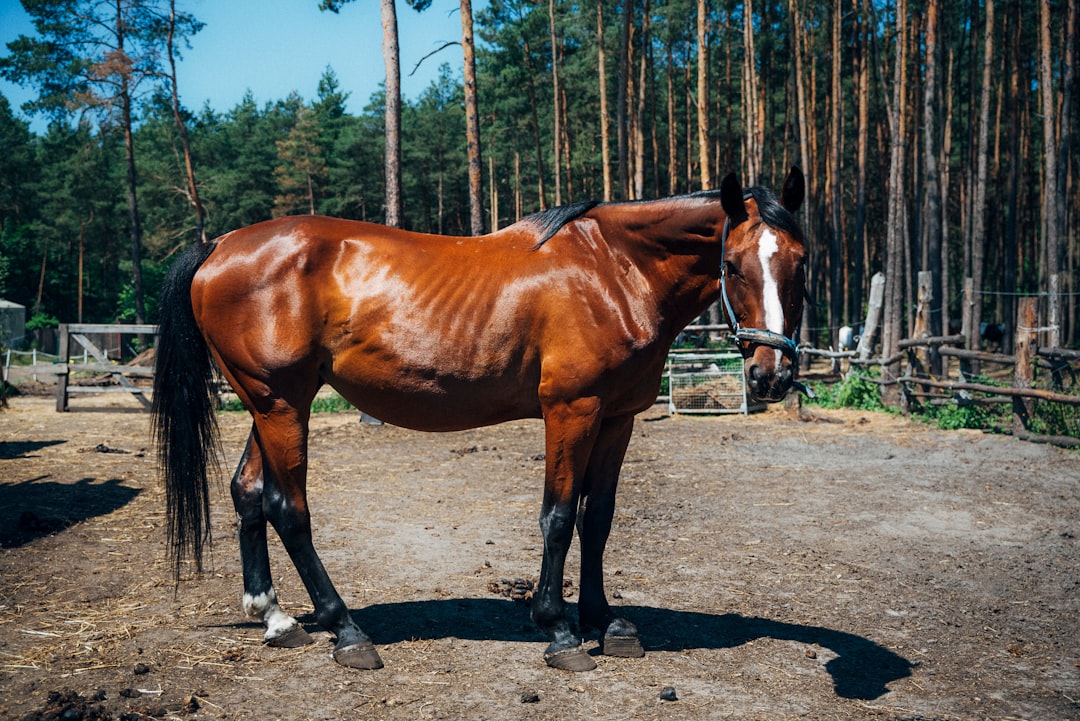 15. Colic Surgery Costs That Exceed Most Car Purchases (image credits: unsplash)