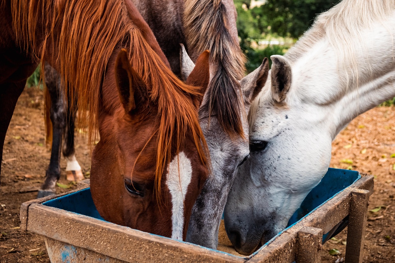 12. Hay and Feed Price Volatility That Breaks Budgets (image credits: pixabay)