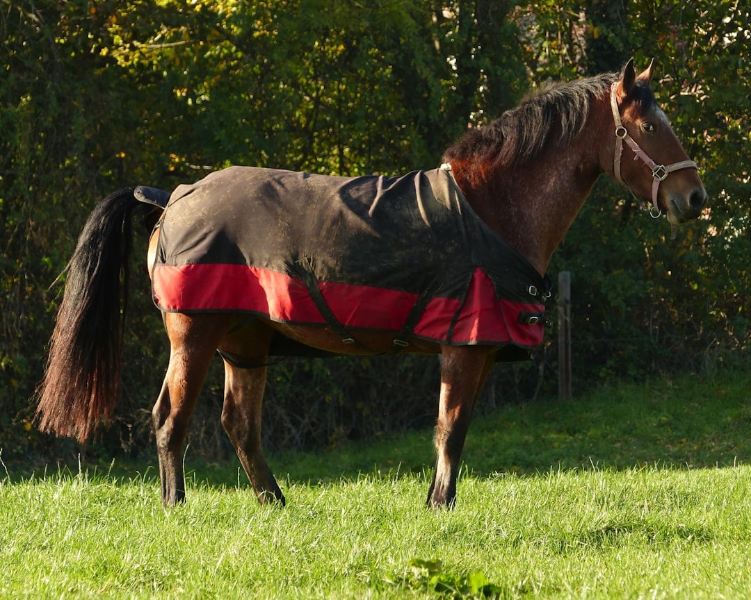 Thoroughbred Horses - Racing Away From Winter (image credits: unsplash)