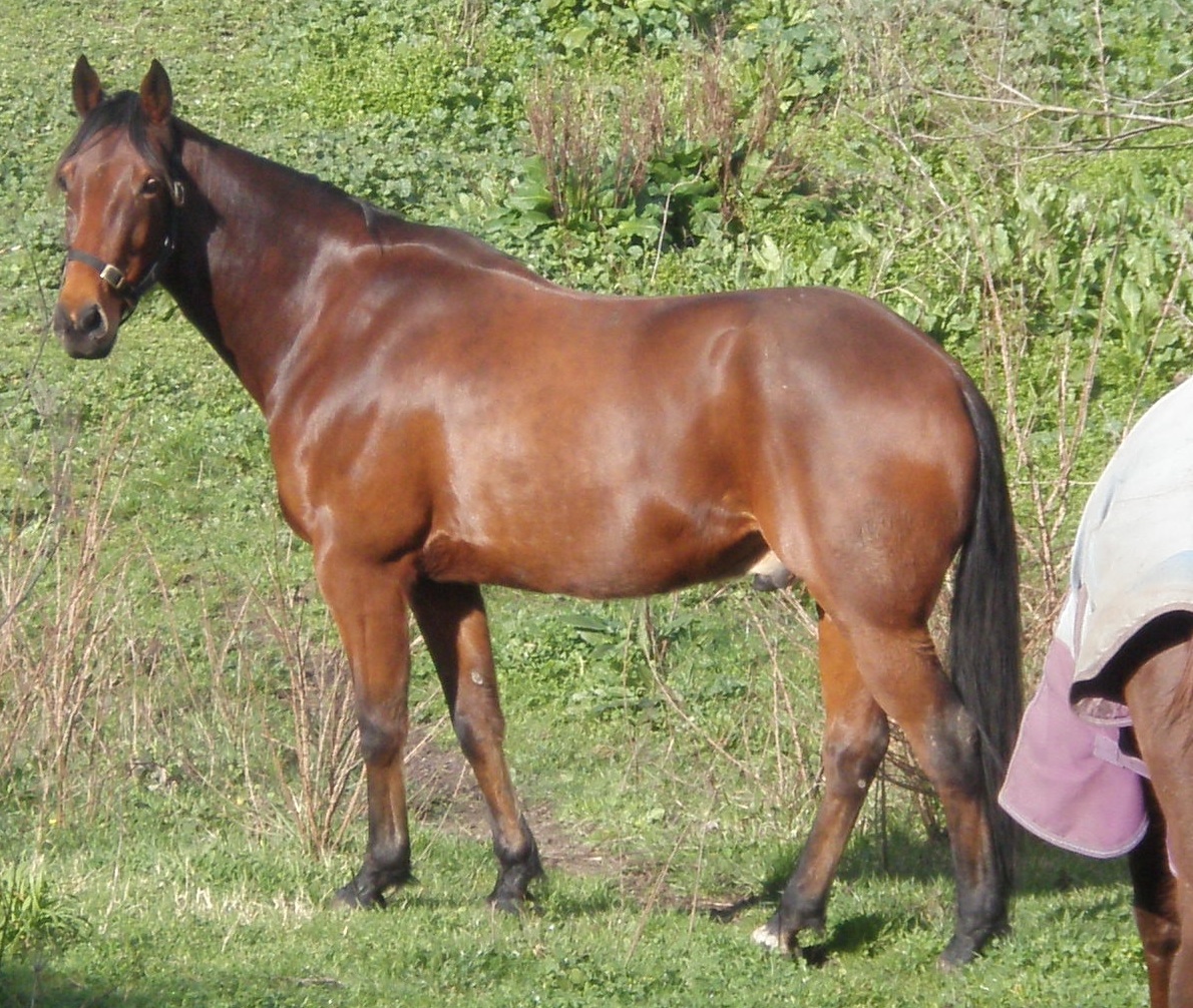 Standardbred Horses - Trotting Toward Warmer Weather (image credits: wikimedia)