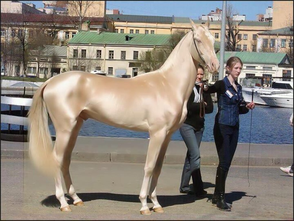 Akhal-Teke Horses - Golden Beauties With Winter Blues (image credits: flickr)