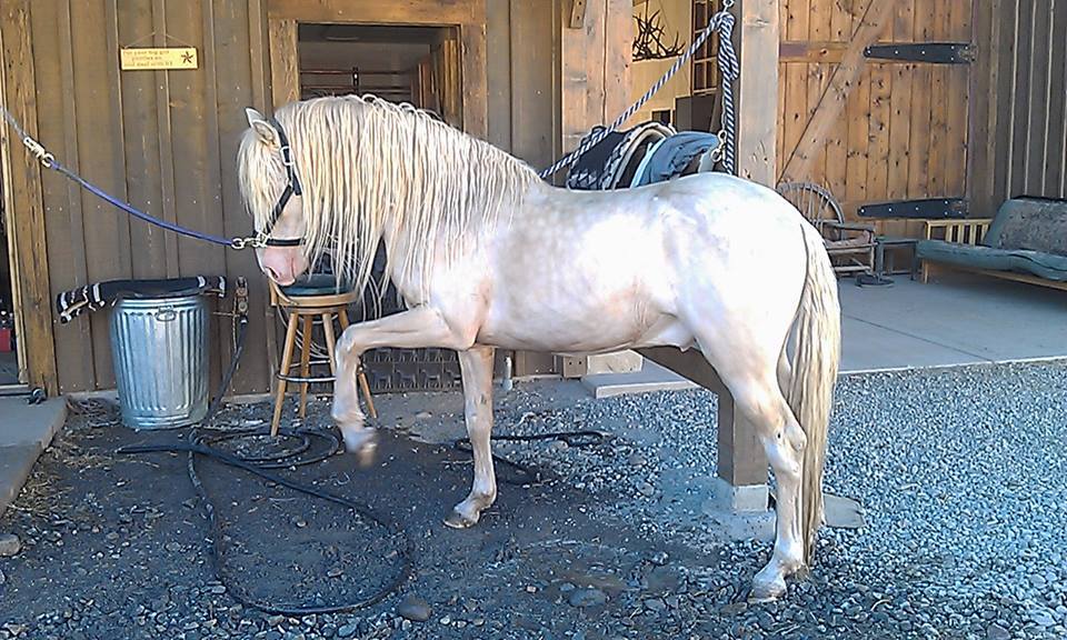 Barb Horses - North African Natives Missing Home (image credits: By Spanishbarbs, CC BY-SA 4.0, https://commons.wikimedia.org/w/index.php?curid=55517525)