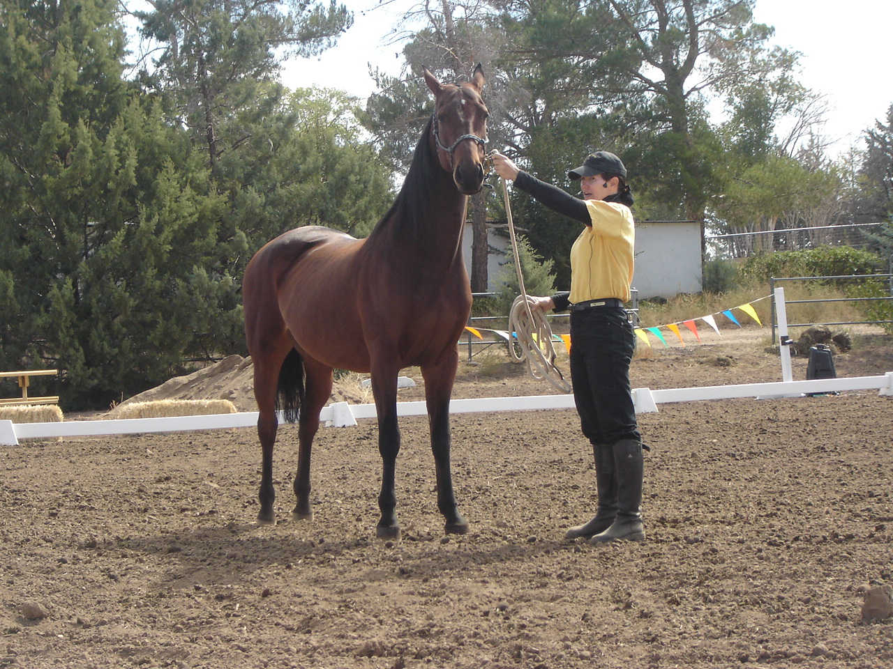 Saddlebred Horses - High-Stepping Into Heated Barns (image credits: wikimedia)