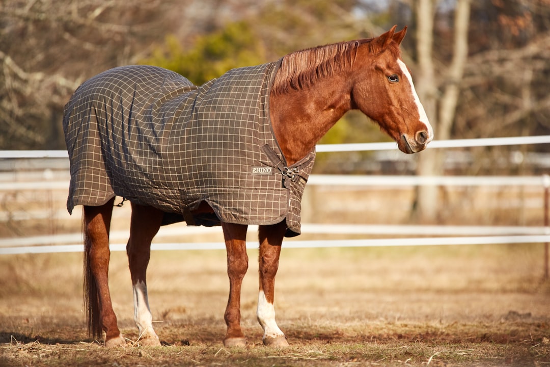 Quarter Horses - America's Favorite Fair-Weather Friends (image credits: unsplash)