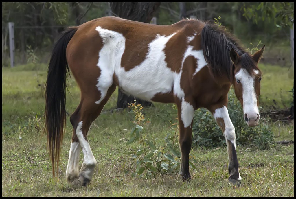 Paint Horses - Pretty But Particular About Temperature (image credits: flickr)