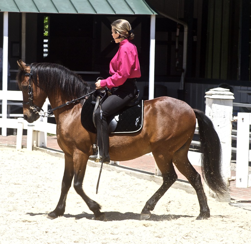 Paso Fino Horses - Latin Heat, Northern Freeze (image credits: flickr)