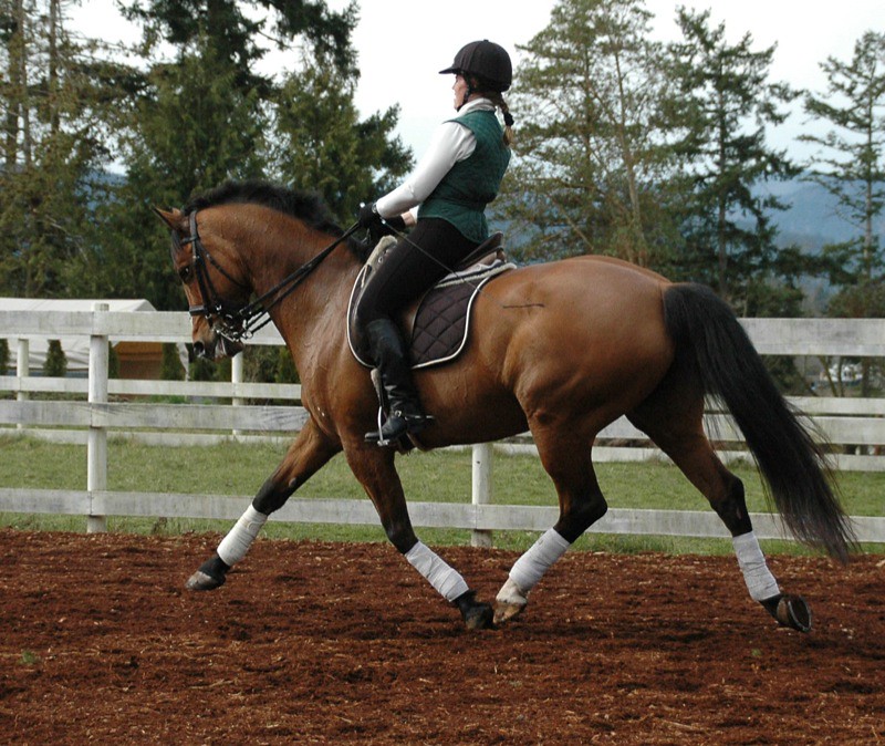 Warmblood Sport Horses - Athletes Who Prefer Indoor Arenas (image credits: flickr)