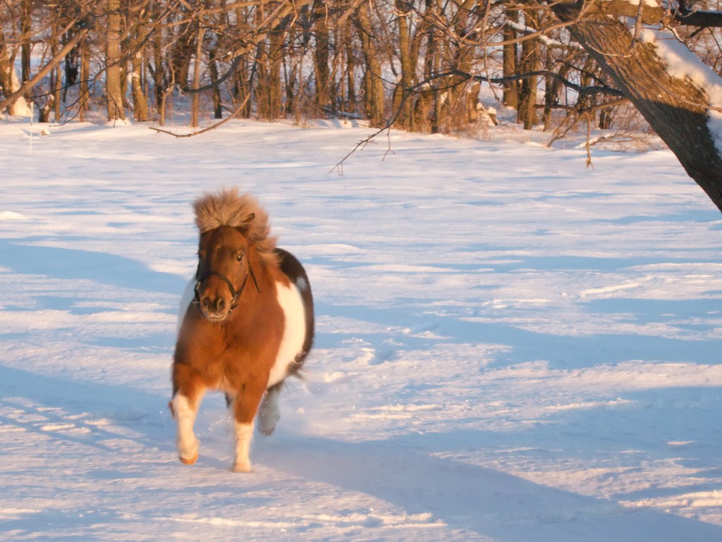Miniature Horses - Tiny Bodies, Big Heating Bills (image credits: flickr)