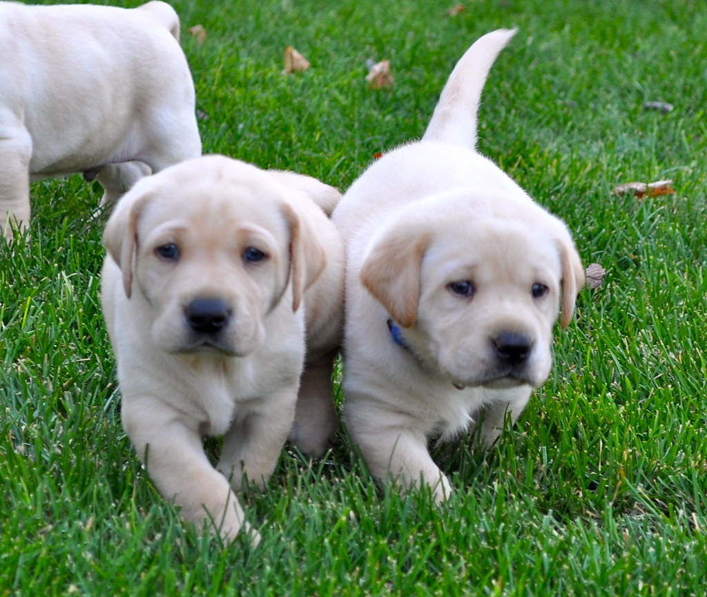 No Health Records or Vet Information (image credits: flickr)