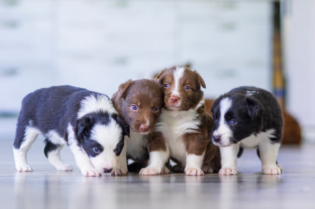 Too Many Breeds Available (image credits: unsplash)