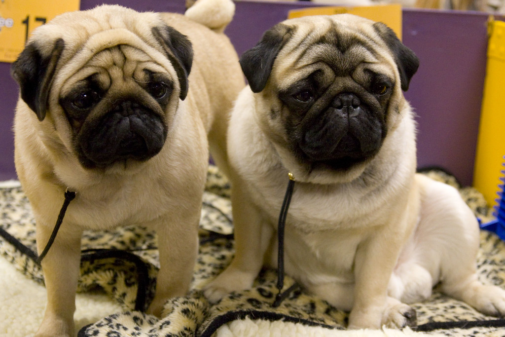 Puppies Always Available (image credits: flickr)