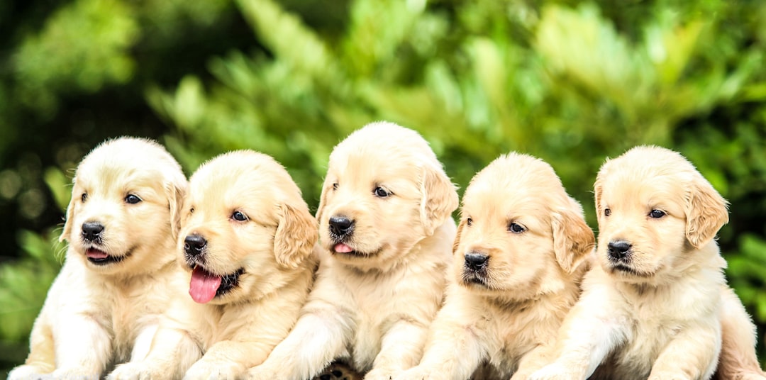 Pressure to Buy Immediately (image credits: unsplash)