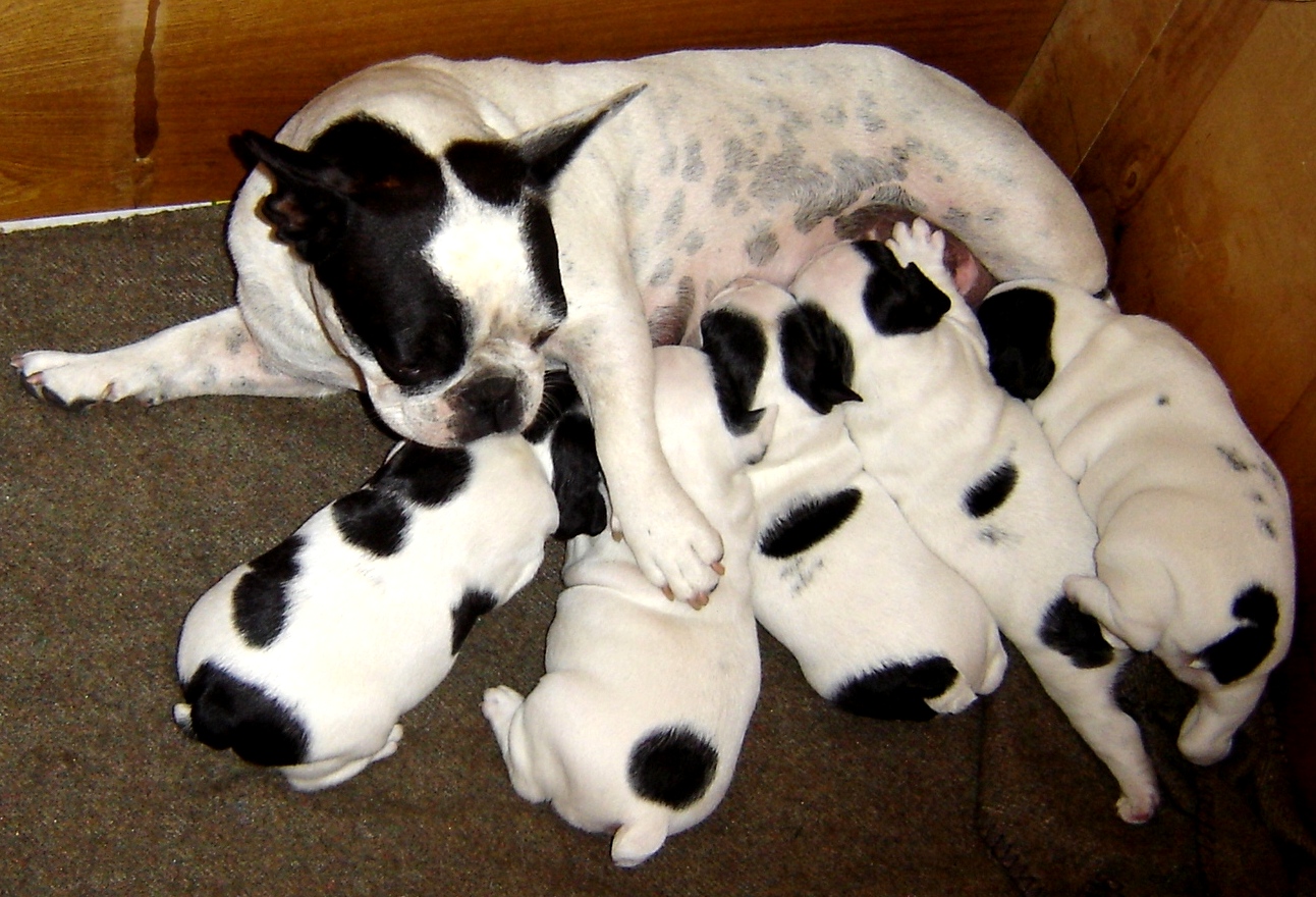 Selling Puppies Under Eight Weeks (image credits: wikimedia)