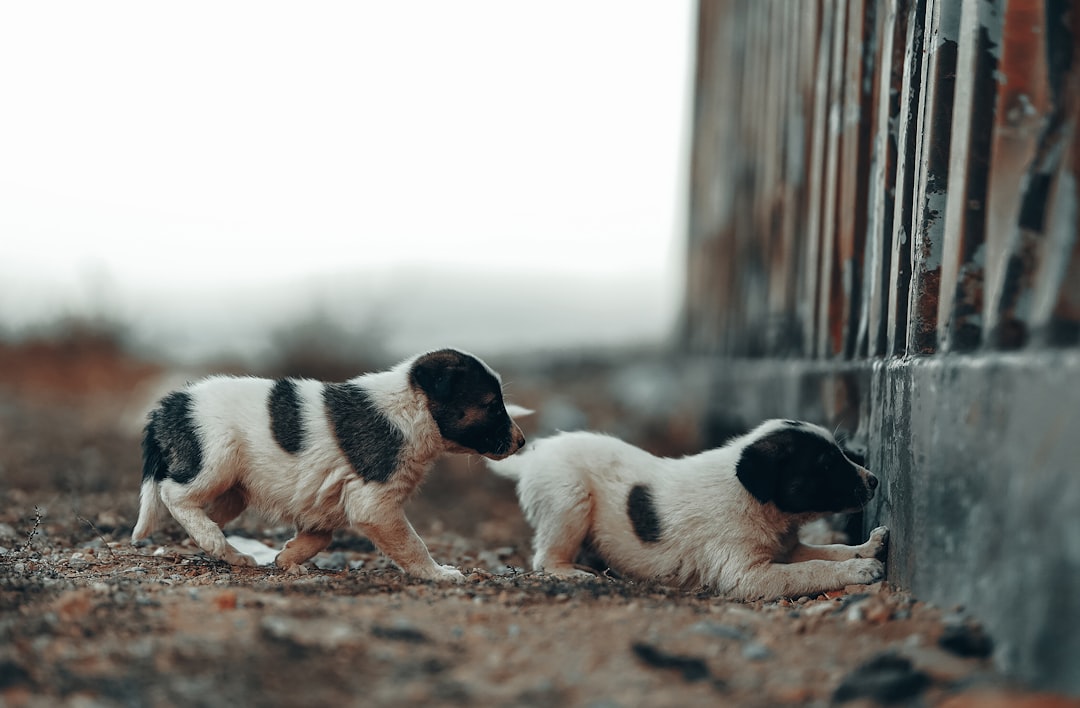 Poor Living Conditions (image credits: unsplash)