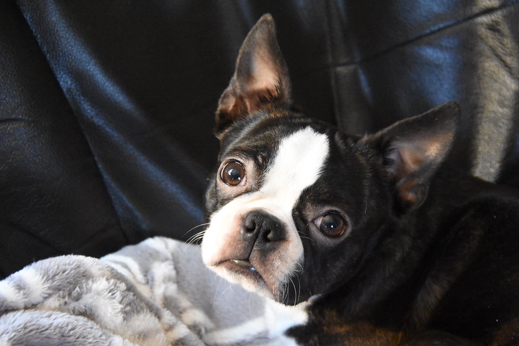 Selling Through Pet Stores (image credits: flickr)