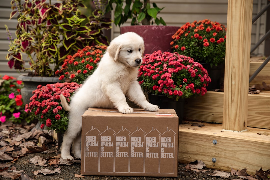 Promises to Ship the Puppy (image credits: unsplash)