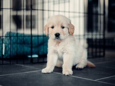 25 Red Flags In Breeders And Listings, According to Vets